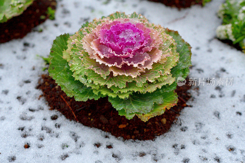 雪中的冬季植物:甘蓝/观赏卷心菜和羽衣甘蓝